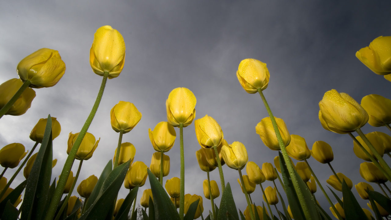 Low Angle Tulips Best Background Full HD1920x1080p, 1280x720p, – HD Wallpapers Backgrounds Desktop, iphone & Android Free Download